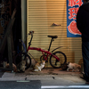 地元繁華街のねこさん
