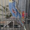 セキセイインコを飼い始めた