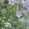 カンパニュラの開花