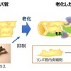 リンパ管の老化