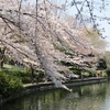 大宮公園界隈開花情報（2017.4.3現在）