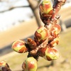 カワズザクラ（河津桜）の開花間近