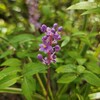 2024年9月の草花と花木～ヤブラン・シロハギ・キンミズヒキなど～