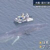 まさに「大海獣のあとしまつ」