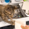 【3つ目の乳歯発見！】保護猫 子猫のエル 成長記録 生後4ヶ月