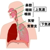   【基礎から学ぶ】呼吸器（概要）【解剖生理学】