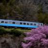 桜と列車