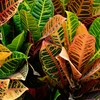 『園芸』"クロトン" の育て方と情報（5月に植え付けがおすすめ）