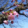 臨床検査技師の独り言---春の花の美しい三橋総合公園(*^▽^)/★*☆♪