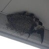 ツバメの成長