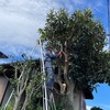 植樹はよく考えて