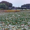 池花池に白鳥やってきた！