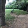 孔雀は５番アイアンにキーて鳴声をあげ、ビルエヴァンスのPeacock を頭の中を駆け巡りながら