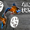 0929【子カワセミに襲われるカワセミ】カルガモ奇形、ホバリングチョウゲンボウ、スズメ大群水浴び、セキレイの捕食と縄張り争い、木蓮の実【 #今日撮り野鳥動画まとめ 】 #身近な生き物語