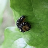 蜂に似た蜂？〜ハチガタハバチ