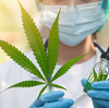 大麻関連産業はどこへ向かうのか？ 法改正と市場の今後の展望