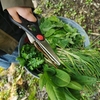 🌱🌱春の野草採取の巻🌱🌿  １ 自然、季節の味を楽しもう！