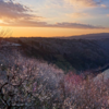 【月ヶ瀬梅林】夕焼けから天の川、そして朝露へ。幻想的な梅の香りに包まれて