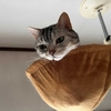 猫、揚げ物が大好き