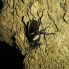 ２０２５年版　カブトムシ、クワガタムシの捕まえ方まとめ