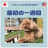 本帰国後：日本での最初の一週間の手続き