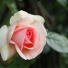 雨上がりの庭にて（薔薇「サマーメモリーズ」）