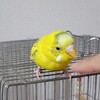 セキセイインコの噛む力