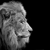 【ライオン Lion 】百獸の王、威風堂々