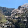 日本人と外国人が見る桜