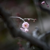大阪天満宮の梅の花のスナップなど
