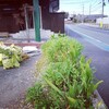 またまたきゅうじつへんじょうで