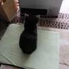 猫ホイホイには引っかからない