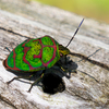 アカスジキンカメムシ・・・圧倒的な存在感を放つ宝石のようなカメムシ