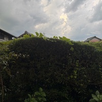 久しぶりの夕立