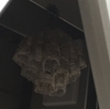田原市で窓レールに作られた蜂の巣を駆除！窓をずっと開けずにいると蜂の巣が！？