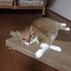 土曜日の恋猫！