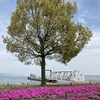 今日も公園暮らし　芝桜　咲く春の日に…。