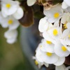夏の花育て