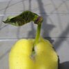発芽しました