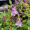 ＊ピンク色のホタルブクロ開花＆エキナセア