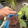 やったね👍コウヤマキ挿し木植替え