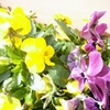 1Day Flower Lesson のご案内☆