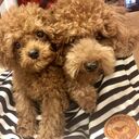 ゆるき日常のあれそれこれ。