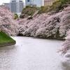 今年のお花見記録