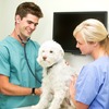 South Bellmore Veterinary Group Review: Relocating and Switching for a New Vet?