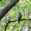 近所の池・・・オオルリ♂？キビタキ♀そしてツミ！！！