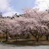 おめでとうございます（若木山の桜、卵巣嚢腫の方のご出産）