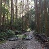 MTBで近所の林道サイクリング→山散歩　バイク＆ハイク