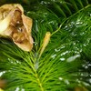 小雨の中、楊貴妃メダカと水草たちは生きている