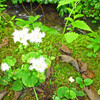 ８月のお花。